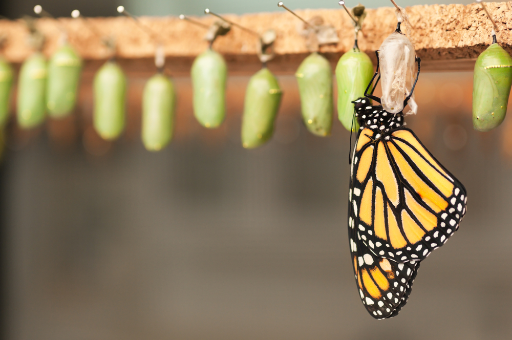 Blog image butterflies